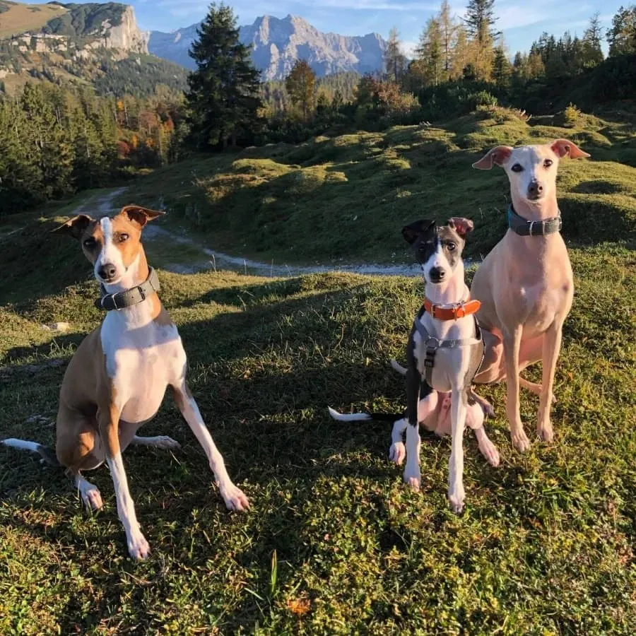 Hunden-urlaub-waidring-pillersee