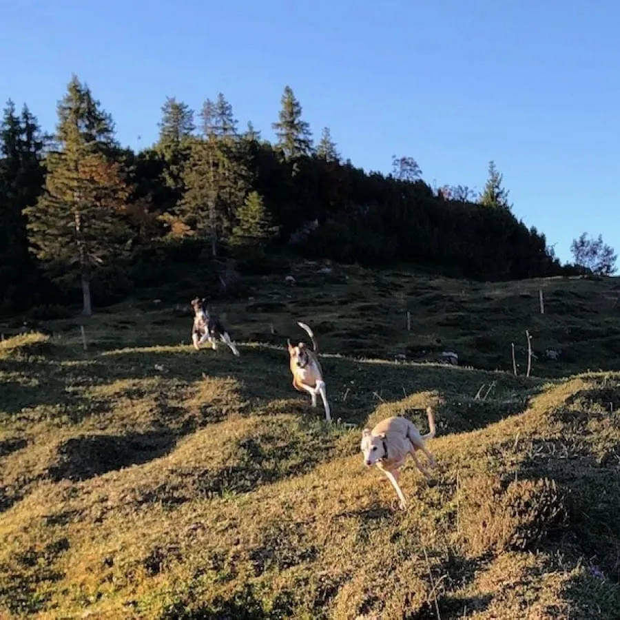 urlaub-mit-hund-waidring-pillers