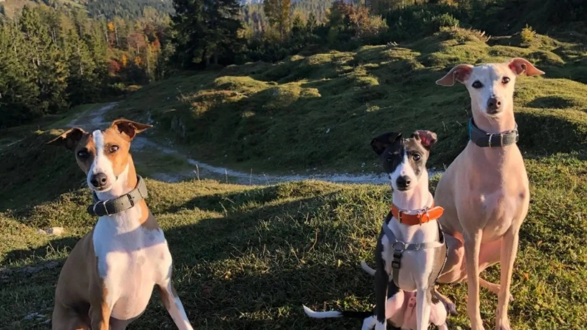 Hunden-urlaub-waidring-pillersee