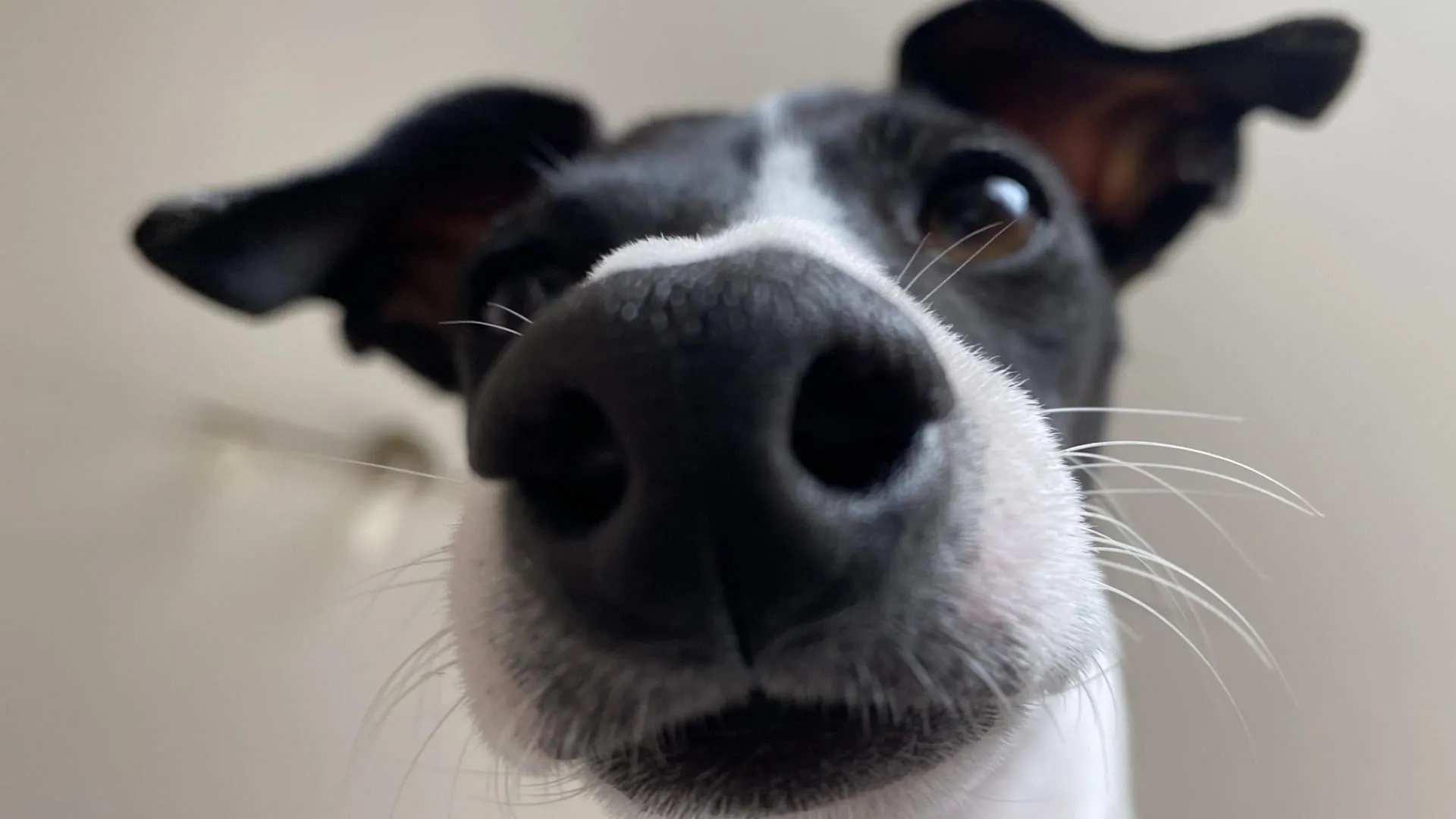 Das_Beste_fur_Ihren_Hund